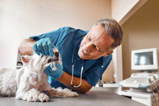 Best Emergency Dentist for Special Needs Patients in Lewisburg, WV